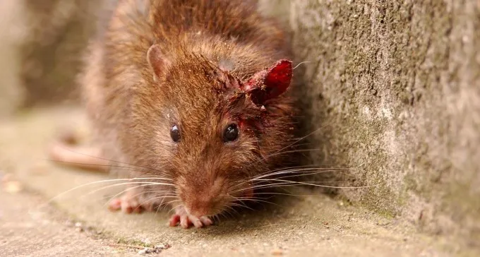 אימה בשכונה ד': מכת חולדות ממררת את חיי השכנים