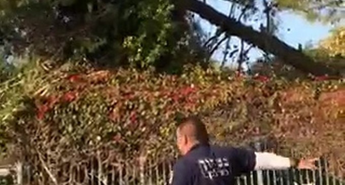 צפו: עץ קרס בתיכון מקיף ג', אין נפגעים