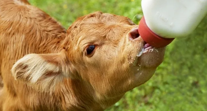 עגל נגח ברפתן ופצע אותו קשה