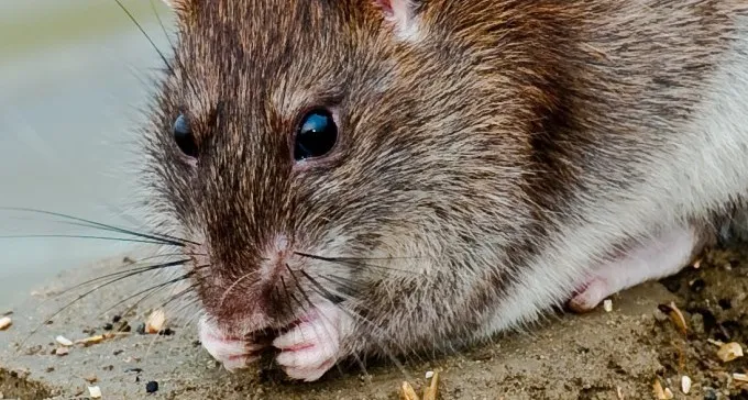 מכת חולדות בשכונה א': ''מפחיד לצאת לטיול בלילה''