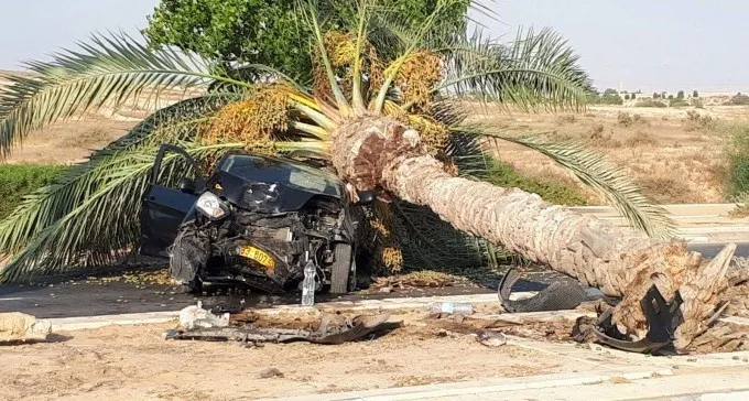תעלומה: דקל מחץ רכב בסמוך לבית הלוחם בבאר שבע - היכן הנהג?