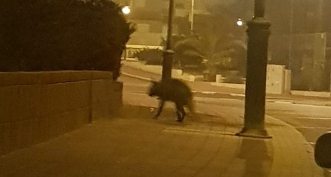 אורחת נוטה ללון: הצבועה שהתאהבה בשכונת נאות לון באה לביקור