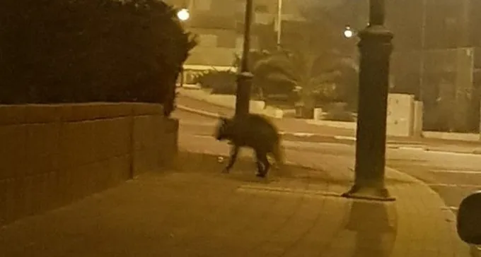 אורחת נוטה ללון: הצבועה שהתאהבה בשכונת נאות לון באה לביקור