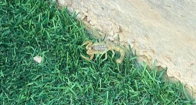 ספארי בנחל עשן: יצאה לגינה - ומצאה עקרב