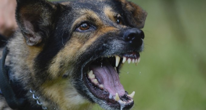 אופקים: כלבים משוטטים נשכו ילדה בגפיים ובראש