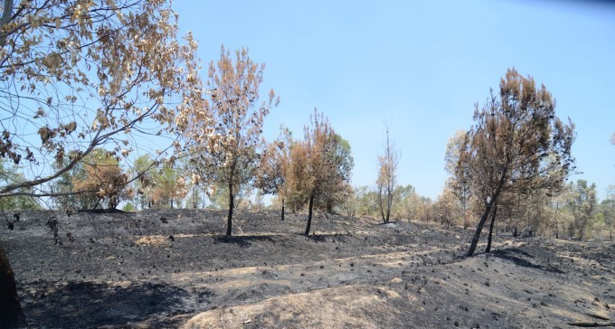 טרור ההצתות: פגיעה גם בנטיעות הבטחוניות, ''חשופים מול עזה''