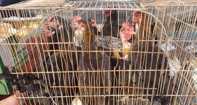 רוכלים בבאר שבע סחרו בבעלי חיים - ונקנסו