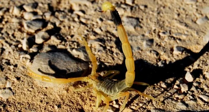 בתוך פחות מיממה: ארבעה ילדים מהנגב נעקצו מעקרבים צהובים