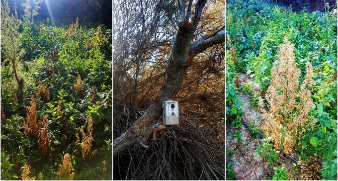 למי שייכת חממת קנאביס שנחשפה בנחל באר שבע?