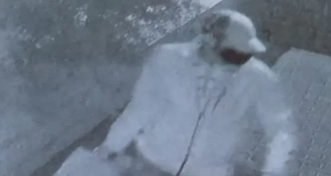 צפו: תיעוד שכנים של ''חשודים בפריצה בשכונת רמות''