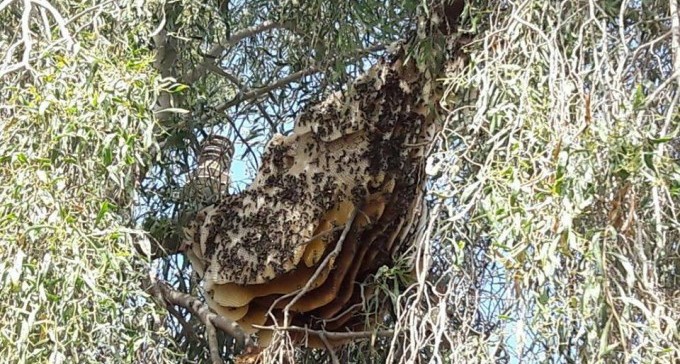 הדבורים הפריעו לשכנים, אז רצחו אותן ברעל