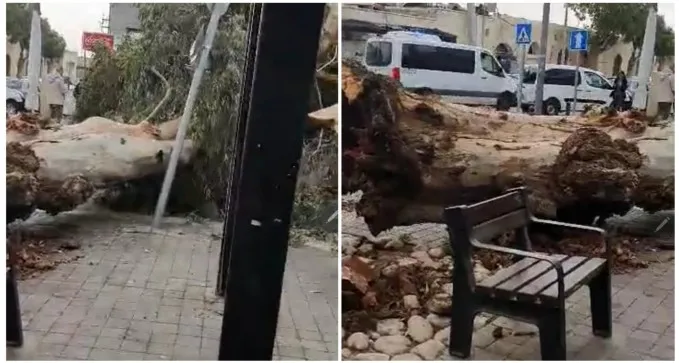 נזקי הרוחות בבאר שבע: עץ קרס סמוך למסעדה בעיר העתיקה