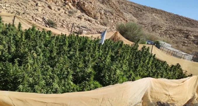 9 חממות קנאביס בשטחי אש של צה''ל: מג''ב העלה באש 3,000 שתילים