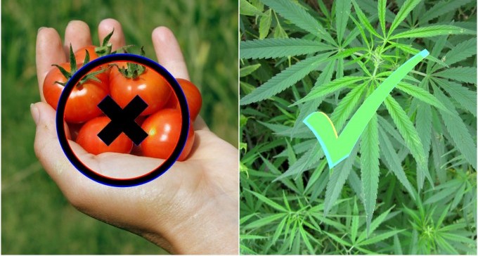 עגבניות זה פאסה: האם חקלאי הדרום יעברו לקנאביס?