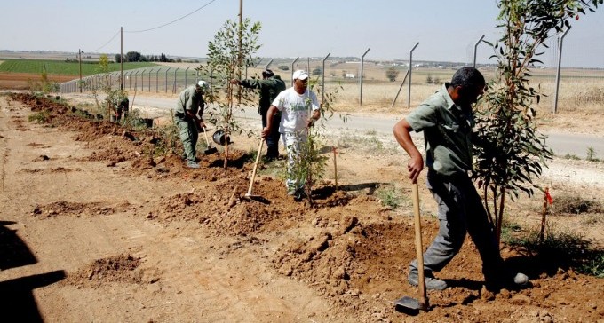 ייעור ביטחוני: עצים יחסמו את הצלפים העזתיים