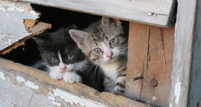 ב''ש אוהבת חתולים: מבצע חלוקת מזון למאכילי חתולי רחוב