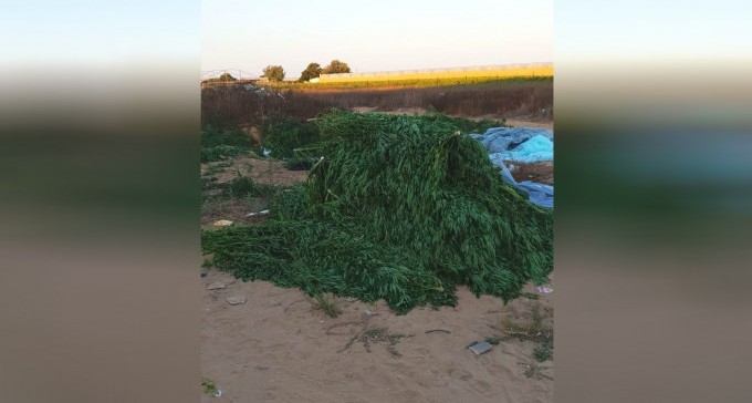 חשד: המושבניק גידל חממת מריחואנה