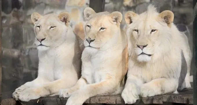 קצת סבלנות: האריות מהונגריה צריכים קודם להתרגל לבאר שבע