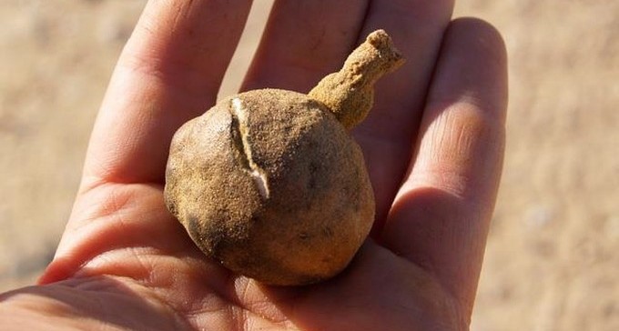 ''מהפכת הטרפאש'': פיתוח הנעשה ליד ב''ש יזעזע את שוק המזון העולמי