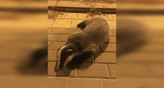 מצער: גירית, בעל חיים נדיר ומוגן בישראל, נדרסה בשכונה בב''ש