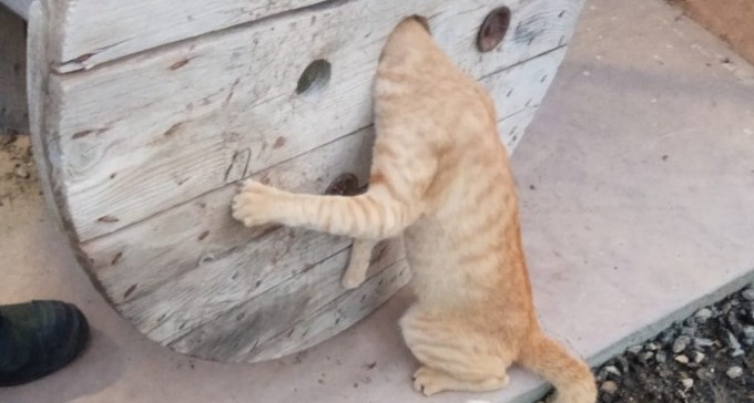 הסקרנות סיבכה את החתול - מזל שיש כבאים עם לב זהב