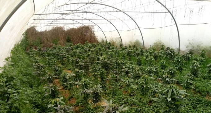 סמים קלים? אי הפללה? במשטרה ממשיכים ביד קשה נגד הגראס