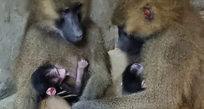 שמחה גדולה בנגב ZOO: תכירו את התינוקות החדשים