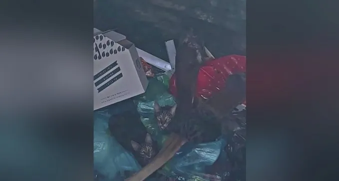 צפו: זוועה בשכונה ג' - דיירת משליכה גורי חתולים חיים לפח מוטמן