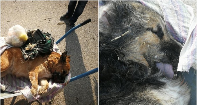 רוע טהור: מי הרעיל את לישה ובובי?