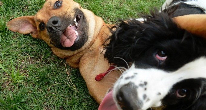 באר שבע, עיר הכלבים: מעדיפים נקבות, ממעטים לעקר