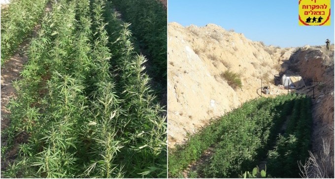 חייל הלך לעשות את צרכיו - ומצא משתלת גראס סמוך לצאלים