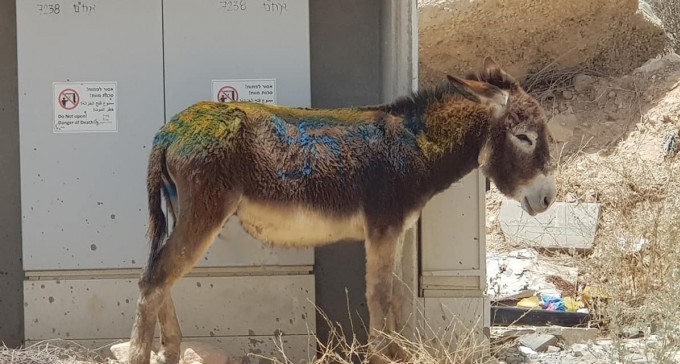 בעקבות החשיפה בברנז'ה NEWS: נעצר תושב תל שבע בחשד להתעללות בבע''ח