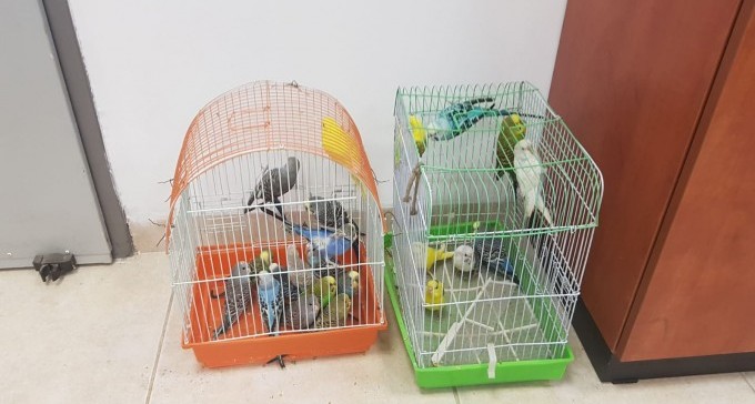 חשד: שני נערים מתל שבע גנבו 22 תוכים מתושב עומר