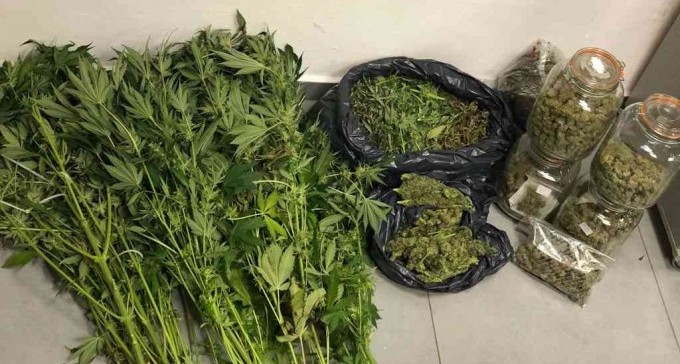 בתוך שטחי אש, במושבים חקלאיים וגם בבית: כך מגדלים חשיש בנגב