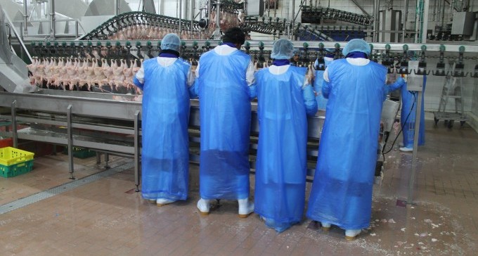 צו מנהלי נגד מפעל עוף עוז: ''העסיק שוהים בלתי חוקיים''