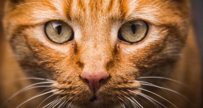 חדשות יפות: עובדי חברת החשמל מחלצים חתול