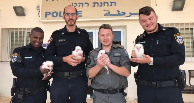 צפו: תושב רהט וכוח משטרה הצילו ארבעה גוזלי תנשמת