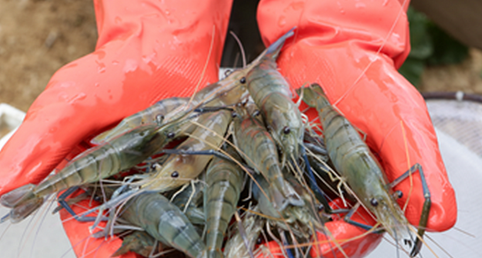 חברה של אוניברסיטת בן גוריון זכתה בפרס יוקרתי בתחום החקלאות