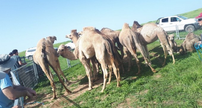 נתן לגמלים שלו לשוטט סמוך לכביש 40 והיכה שוטרים שבאו לעצור אותו