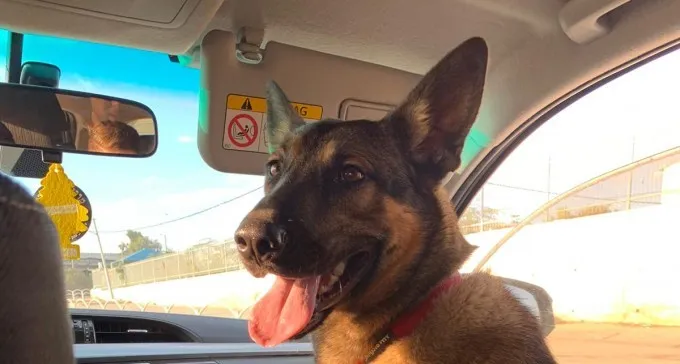 הכלבה שאבדה (או נגנבה) במרכז הארץ, אותרה ברהט