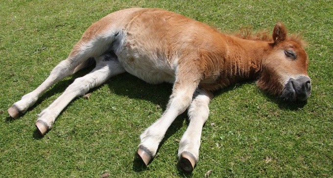הנקמה באח הקטן: דקרו את סוסו למוות