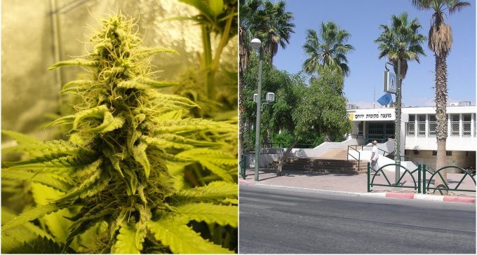 האם הקנאביס יפתור את משבר התעסוקה בירוחם?