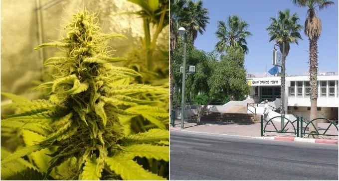 האם הקנאביס יפתור את משבר התעסוקה בירוחם?