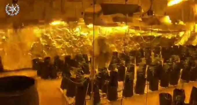 צפו: סיפר לשוטרים שהוא מגדל לואיזה, החביא חממת קנאביס מתחת לקרקע