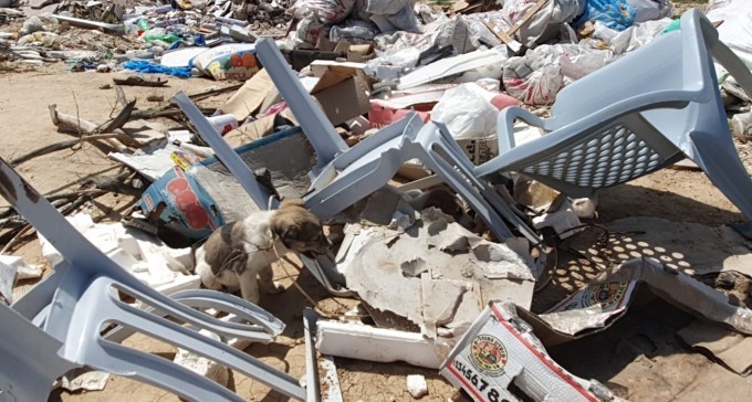 מחזה קורע לב במזבלה בחורה: הפקירו גורי כלבים פצועים למותם