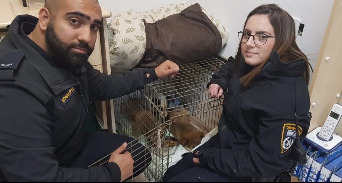 שוטרים עם לב זהב: גורי הכלבים היתומים זכו לחיים חדשים