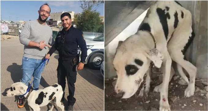 מזעזע: שוטרים הצילו פיטבול שהוזנח במזבלת שגב שלום