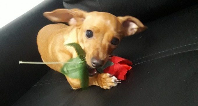 האזינו לשיחת טלפון קורעת לב: ''הכלב שלך אצלי, קחי כסף במקומו''