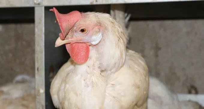 חשד: ניסה לגנוב 18,000 עופות שנועדו לכפרות