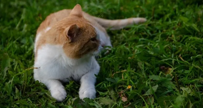 חקירה: לוכדים חתולים משוטטים ביישובים אחרים - ונוטשים אותם בב''ש